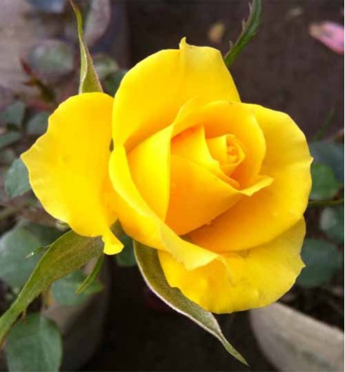 Rose Yellow Big